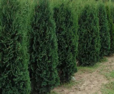 Опис туї Фастігіата, її посадка і догляд