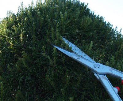 Формування і обрізка гірської сосни