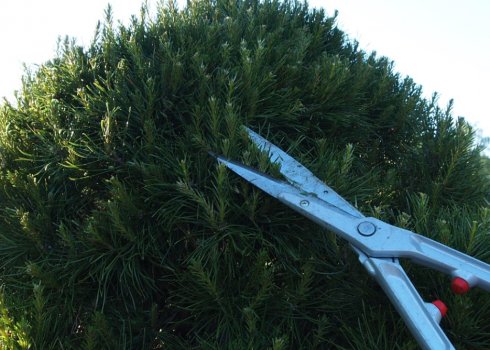 Формирование и обрезка горной сосны