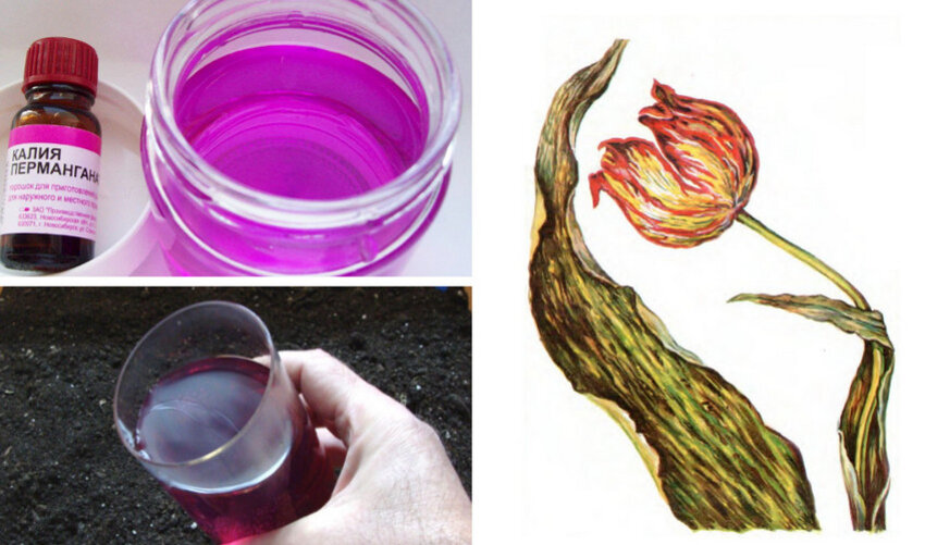 Дії при пестролепестности тюльпанів