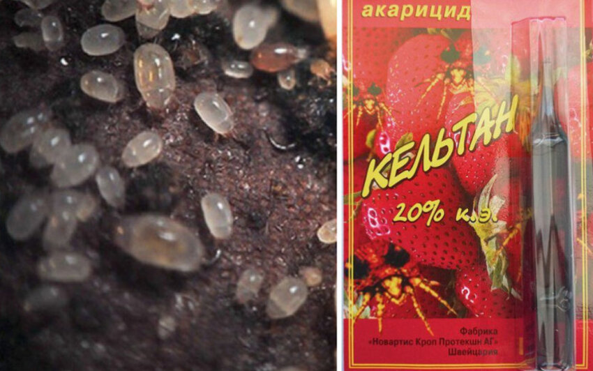 Метод боротьби проти цибульного кліща