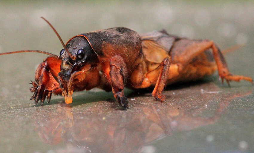 Шкідник — капустянка