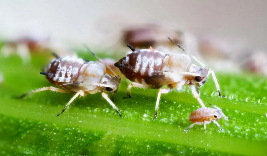 Шкідник — тля