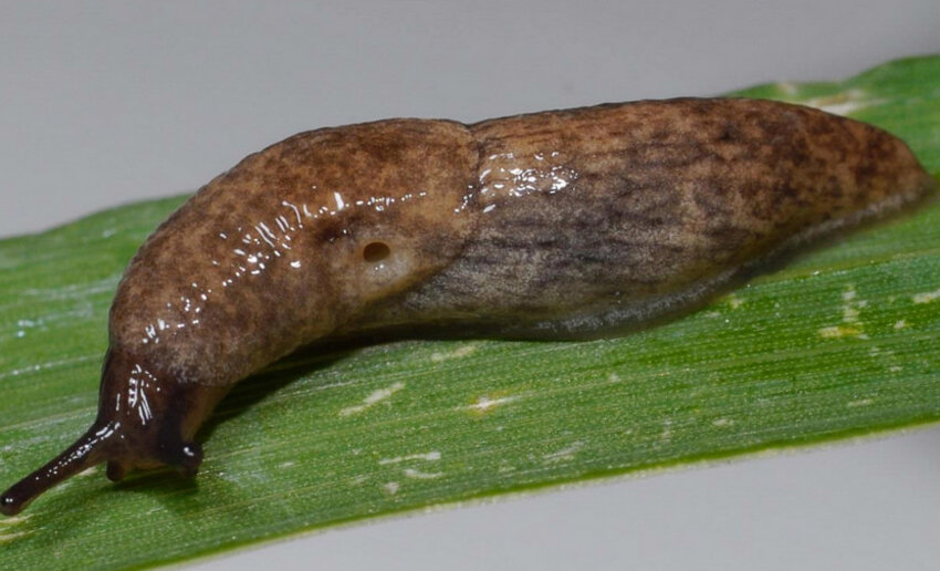 Шкідники — слимаки