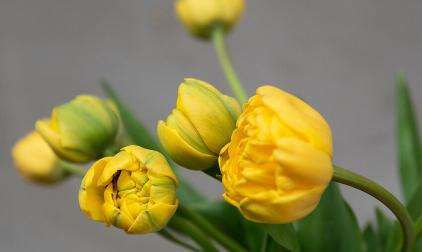 Тюльпани Єллоу Помпонет