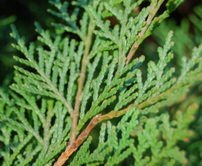 Популярні сорти туї східної та їх опис