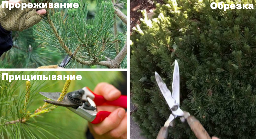 лиственница ниваки. как обрезать снизу сосну. сосна обыкновенная формировка пиния. подстричь сосну. сосна веймутова прищипывание.