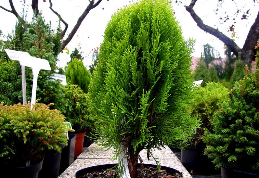 Туя Морган Туя Морган