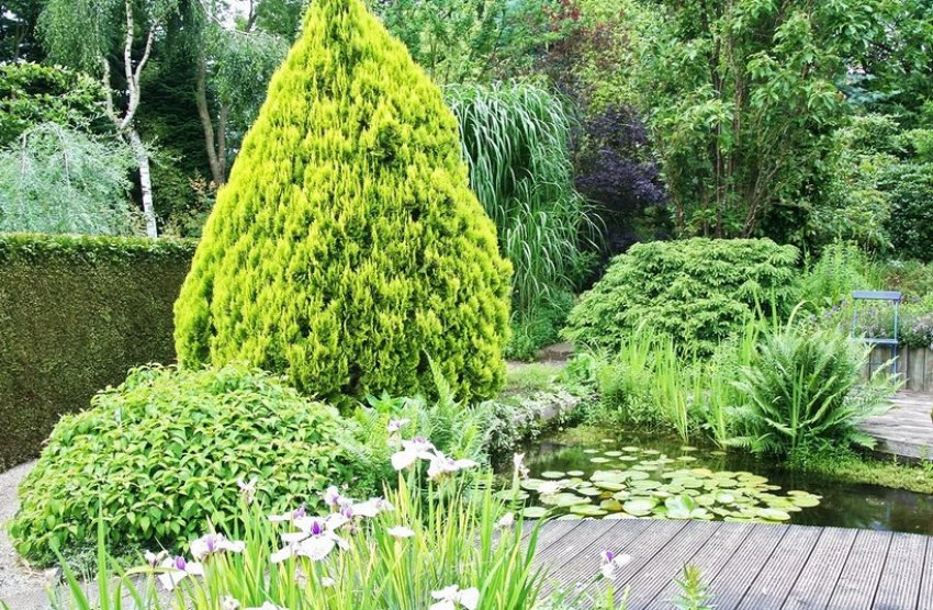 Туя Ауреа Нана в ландшафтному дизайні Туя Ауреа Нана в ландшафтному дизайні