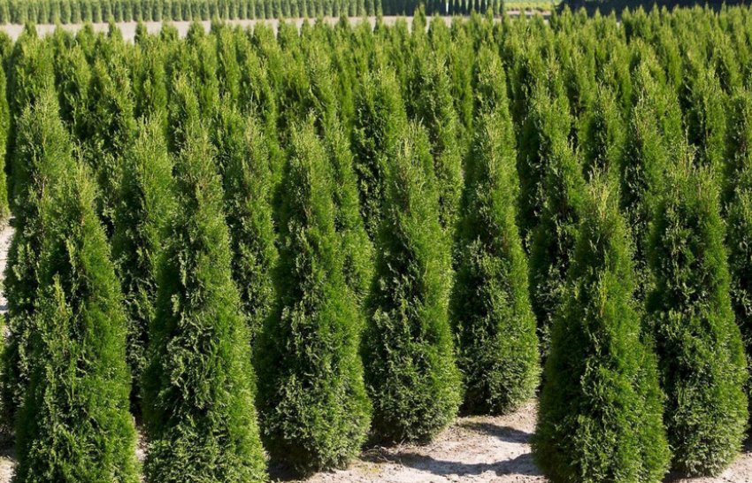 Пирамидалис Пирамидалис