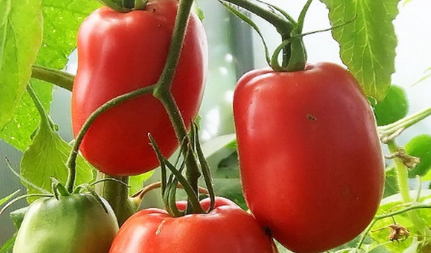 Минусинские склянки