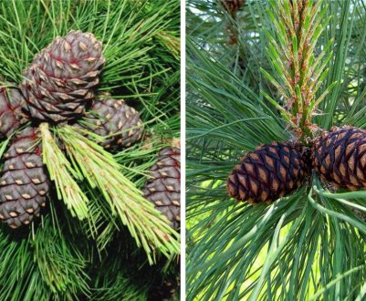 У чому різниця між кедром і сосною