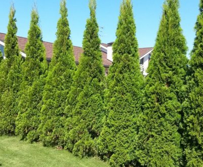 Як садити ту Смарагд для живоплоту