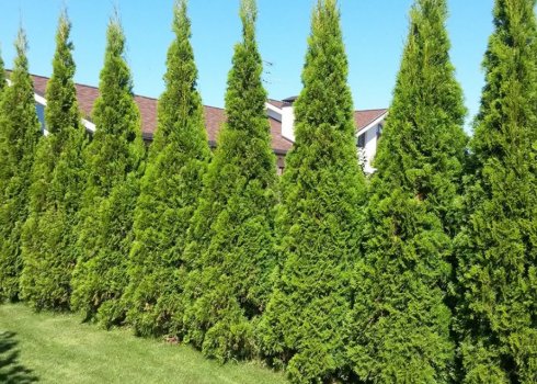 Як садити ту Смарагд для живоплоту