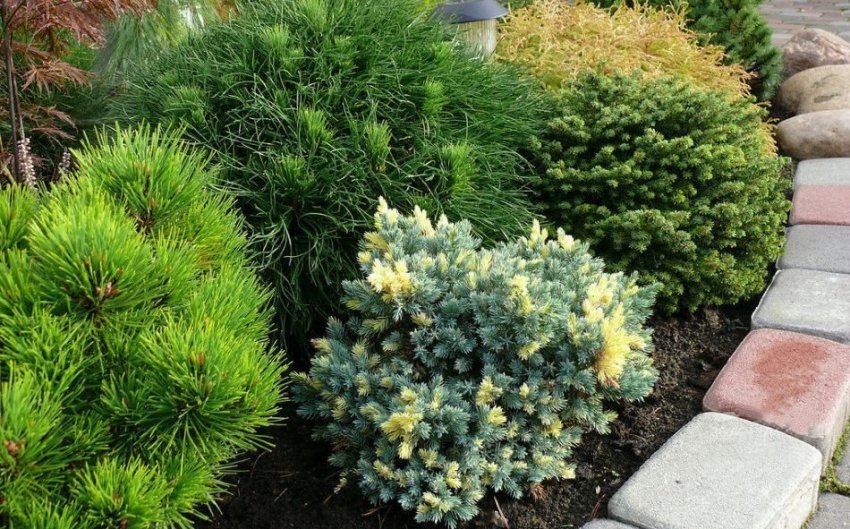 Низькорослі сосни на ділянці