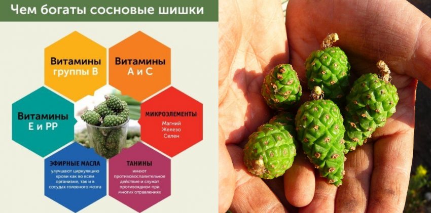 Складу шишок сосни