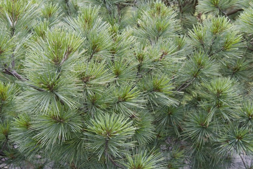 Сосна Веймутова