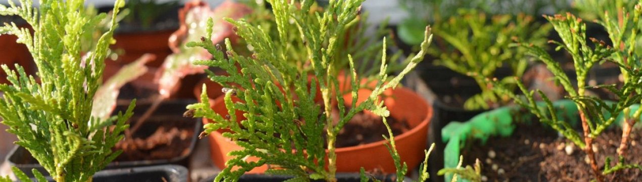 Вирощування туї і догляд за нею