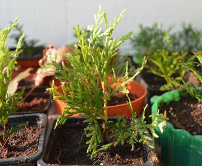 Вирощування туї і догляд за нею