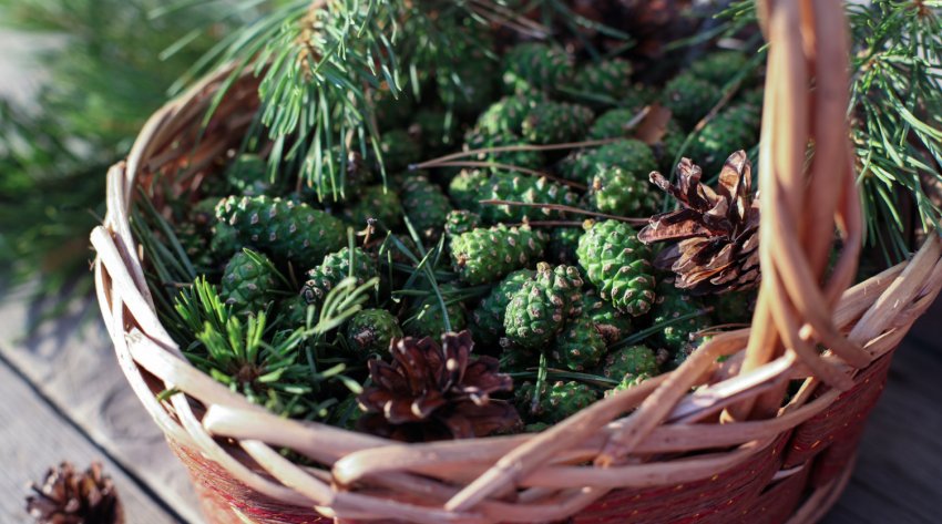 Збір зелених шишок