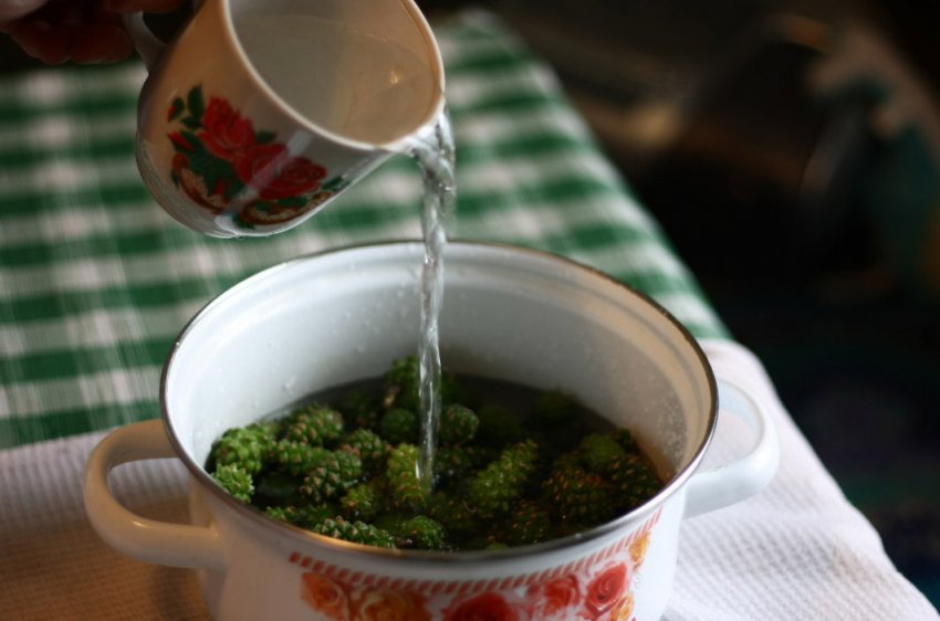 Приготування настою на зелених шишках