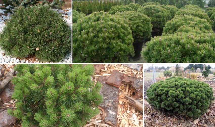 Карликова сосна Мопс