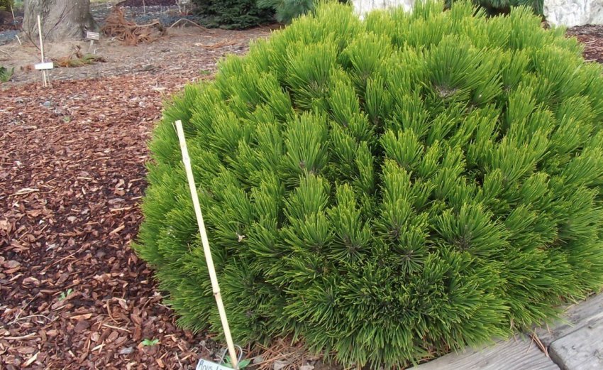 Сосна Шмідта