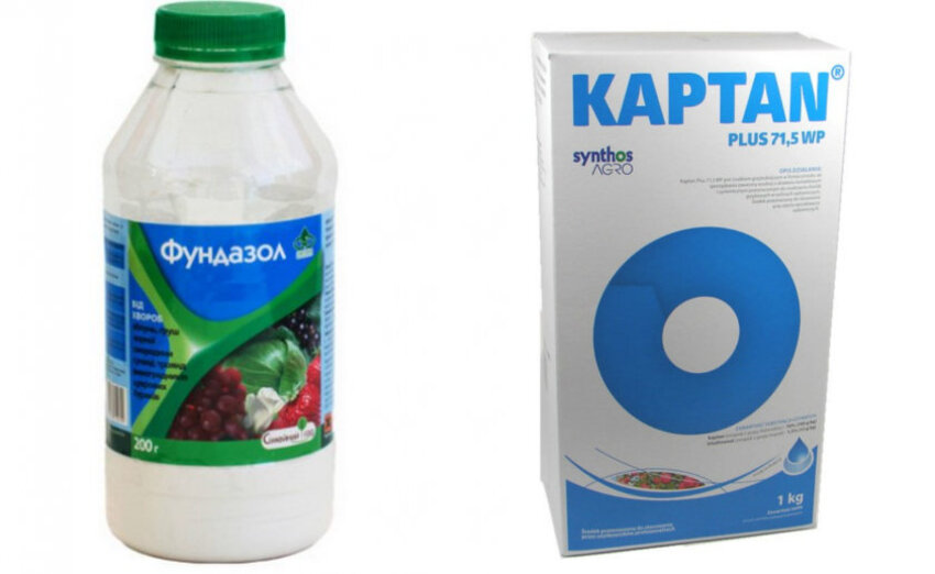 Препарати проти сірої гнилі