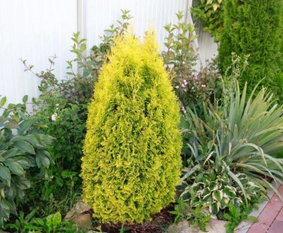 Застосування в ландшафтному дизайні туї західної Голден Смарагд