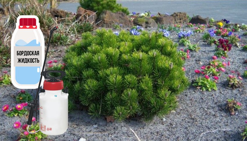 Обробка карликових сосен від хвороб