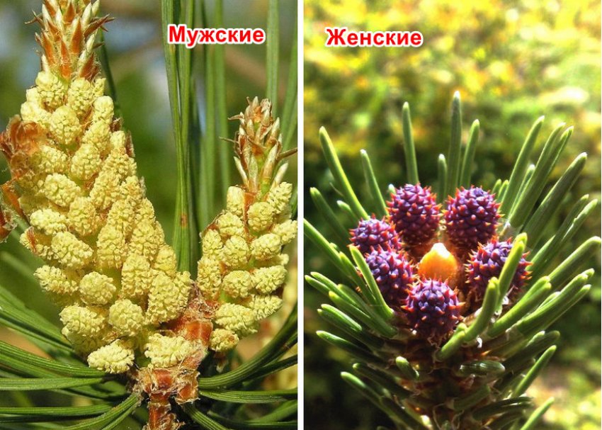 Сусс