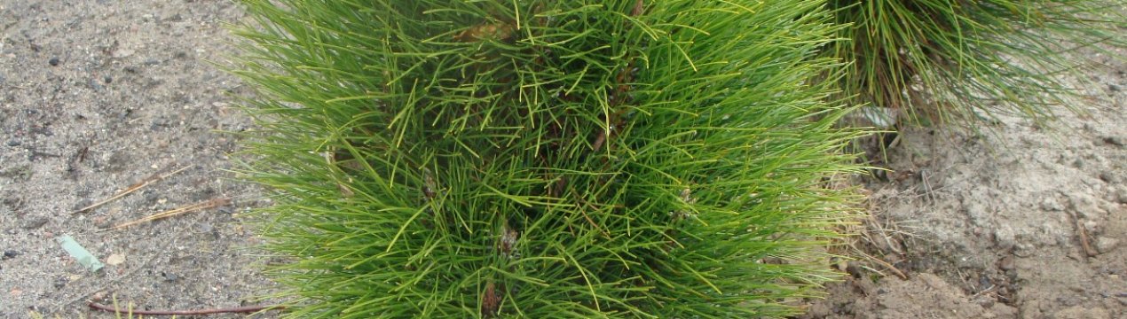 Особливості сорти чорної сосни Пирамидалис