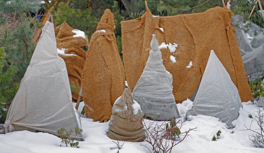 Укриття молодої сосни на зиму Укриття молодої сосни на зиму