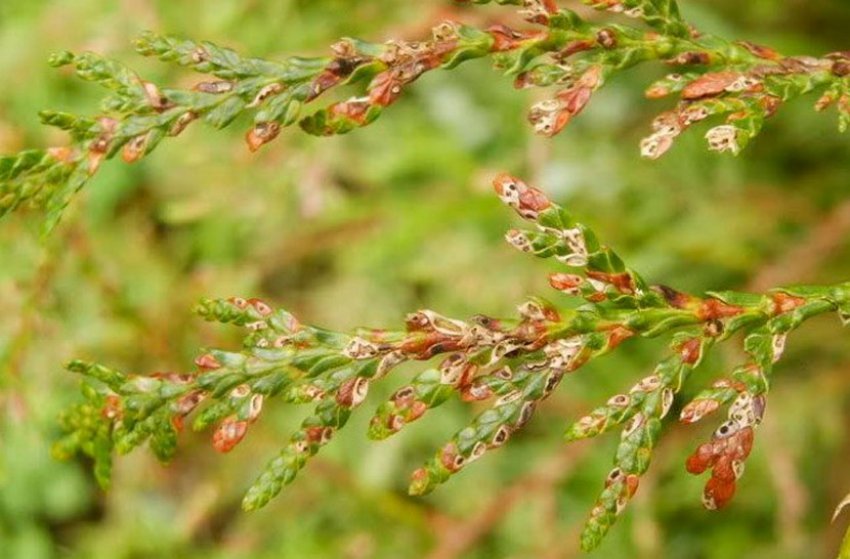 Фузаріоз туї