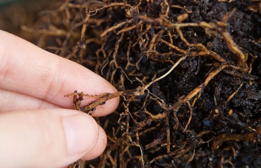 Коренева гниль