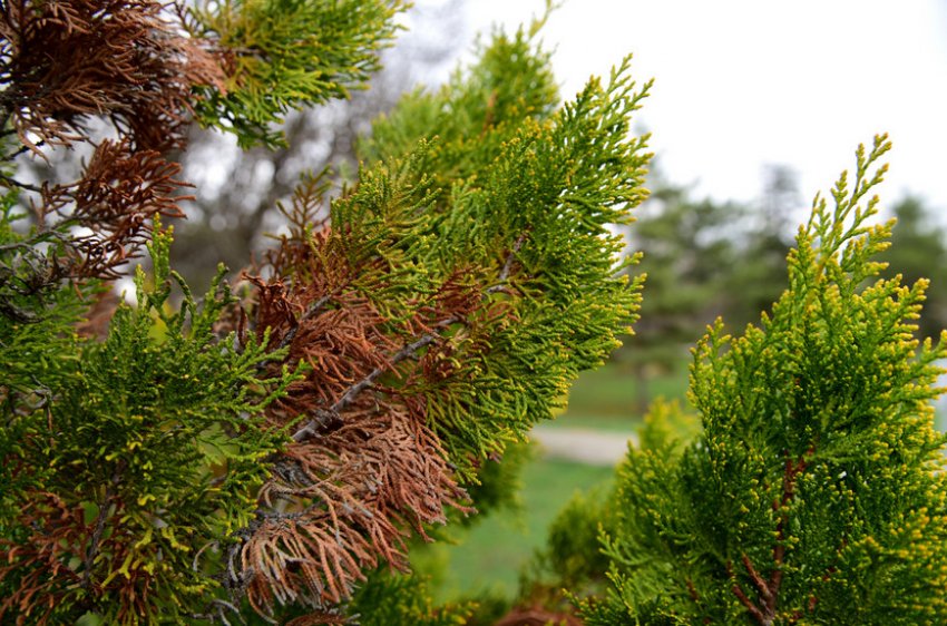 Фітофтороз