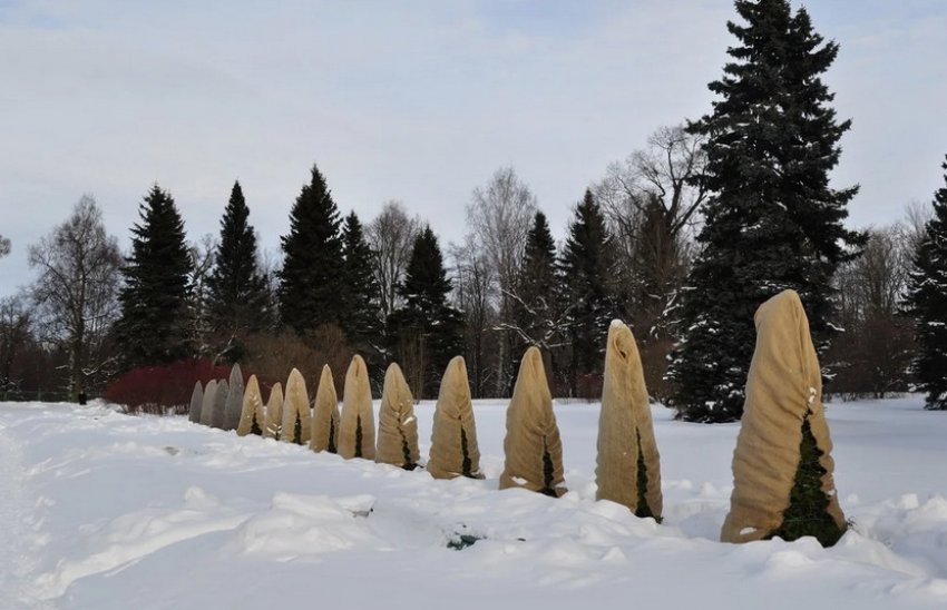 Укриття туї на зиму