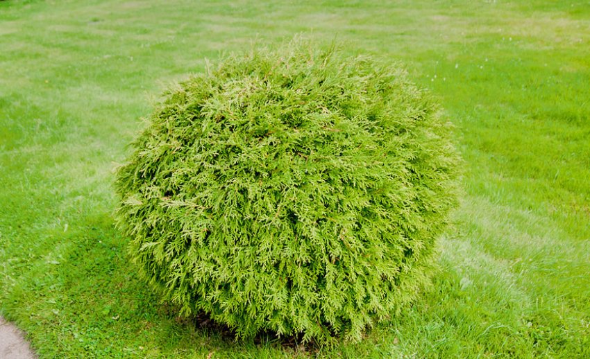 Туя Голден Глобоза