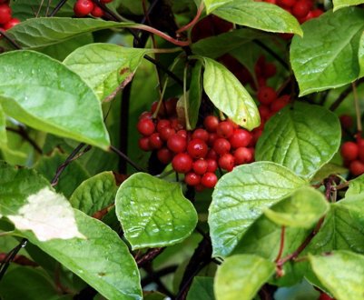 Опис і лікування хвороб лимонника