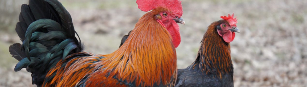 Порода курей Мараны: опис, особливості змісту та догляду