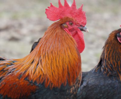 Порода курей Мараны: опис, особливості змісту та догляду