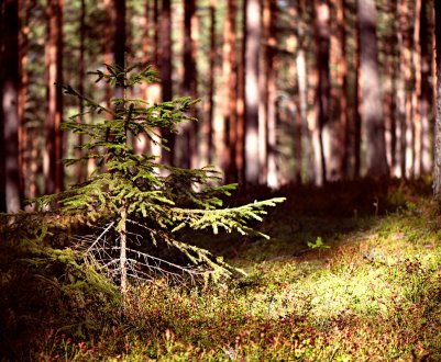 Пересадка ялинки з лісу на ділянку