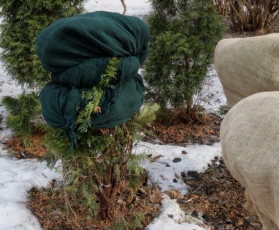 Підготовка туї до зими: способи і матеріал для укриття