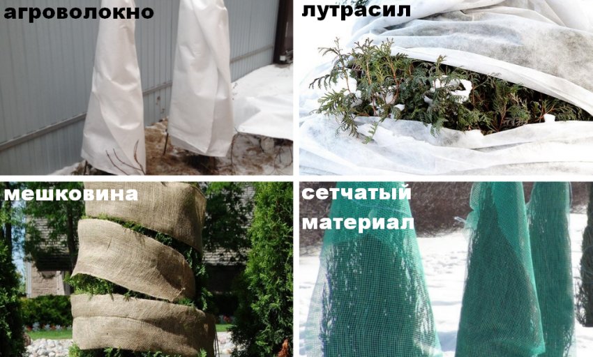 Матеріал для укриття туї Матеріал для укриття туї