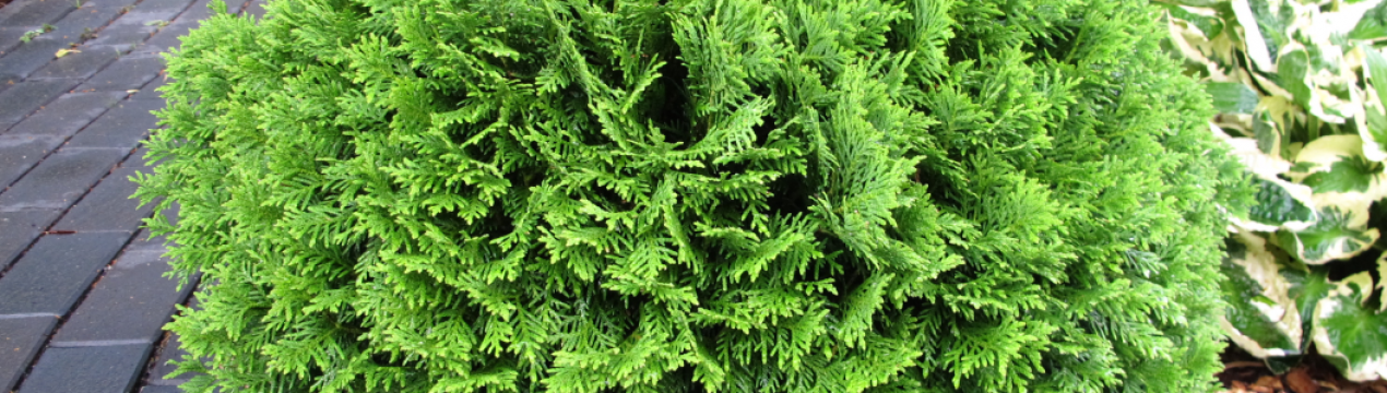 Опис, посадка і догляд туї Даніка Ауреа