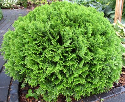 Опис, посадка і догляд туї Даніка Ауреа