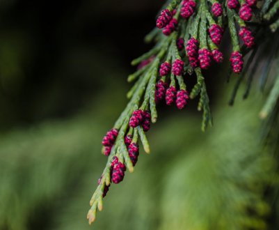 Цвітіння туї: особливості та вплив на декоративність дерева