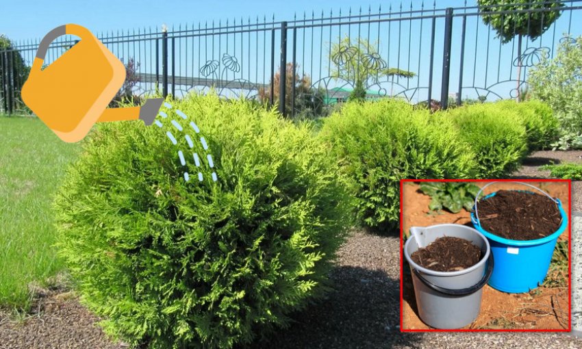 Полив і добриво чагарнику