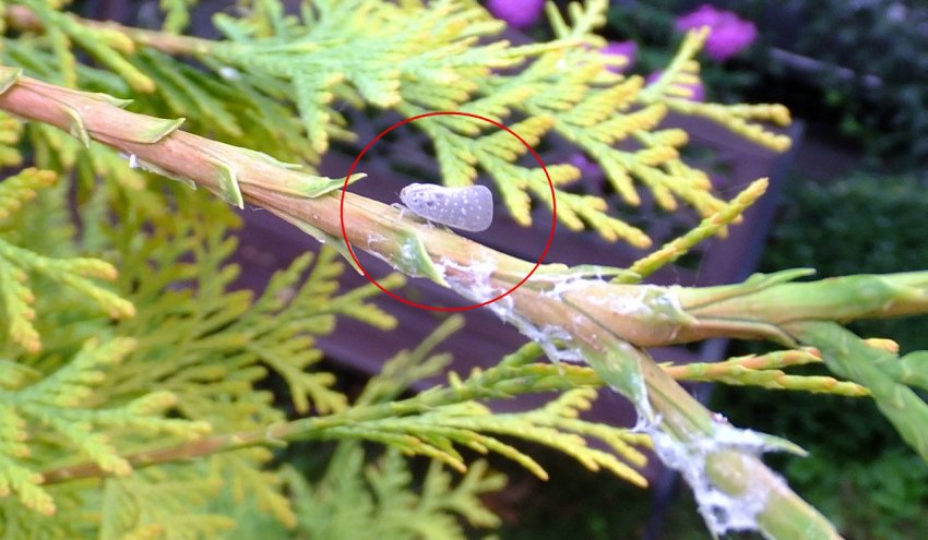 Моль-пістрянка на туї Моль-пістрянка на туї