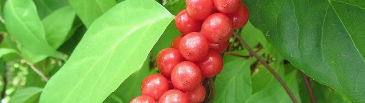 Як лимонник впливає на тиск